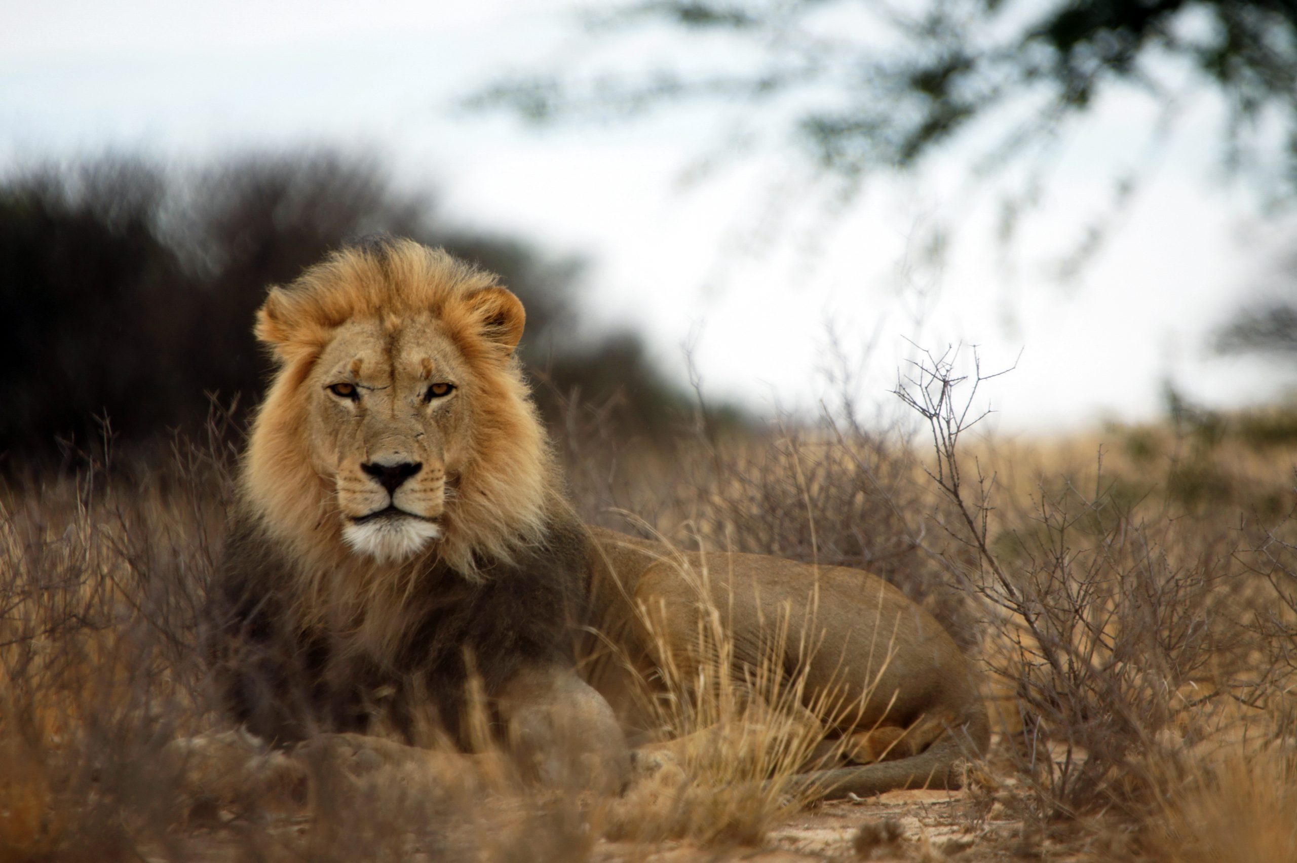 Read more about the article Safari Adventure