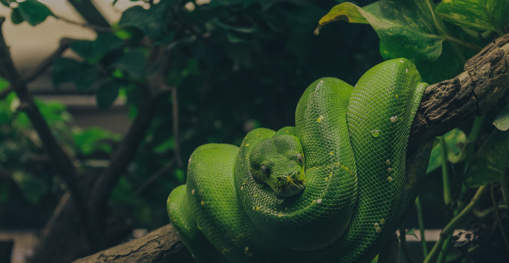 Read more about the article Reptiles World